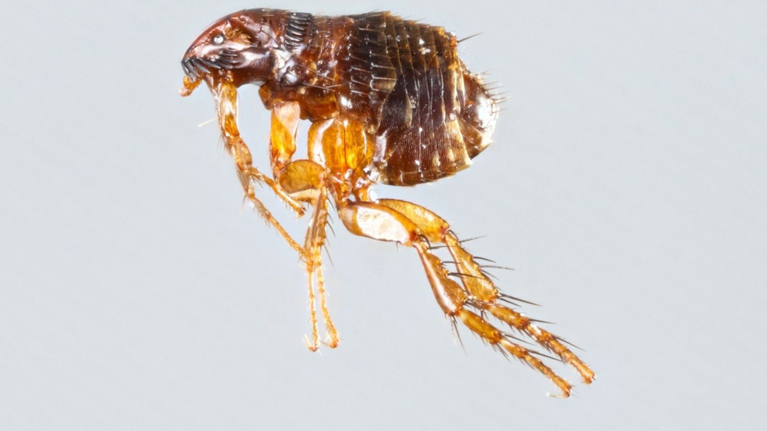Vor diesen Parasiten solltest du deinen Hund schützen Tierlieb