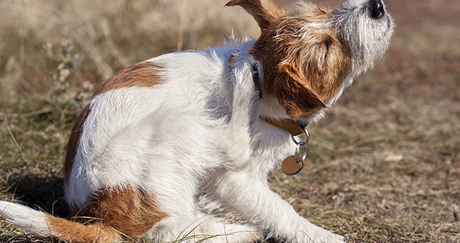 Vor diesen Parasiten solltest du deinen Hund schützen Tierlieb