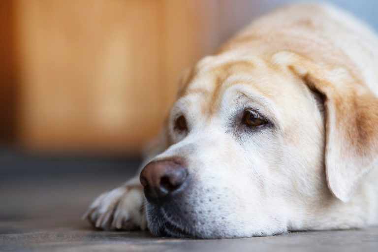Milben beim Hund Was tatsächlich hilft Tierlieb