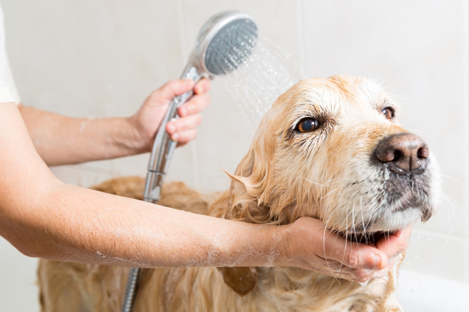 Milben beim Hund Was tatsächlich hilft Tierlieb