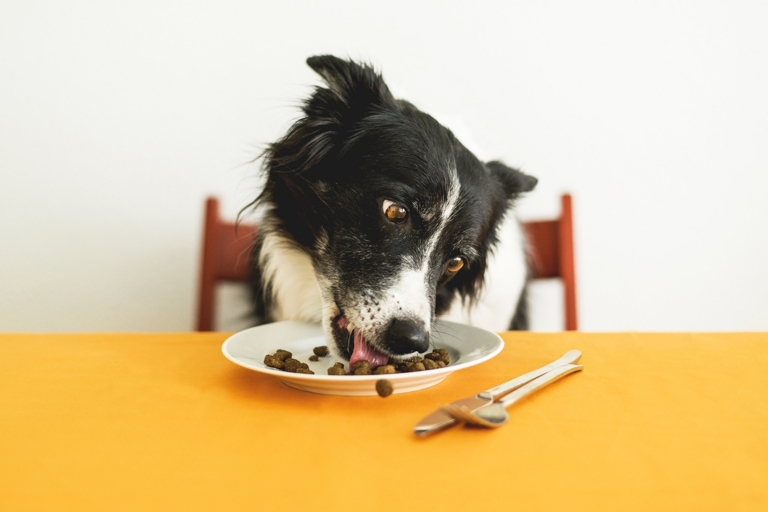 hund riecht nach urin