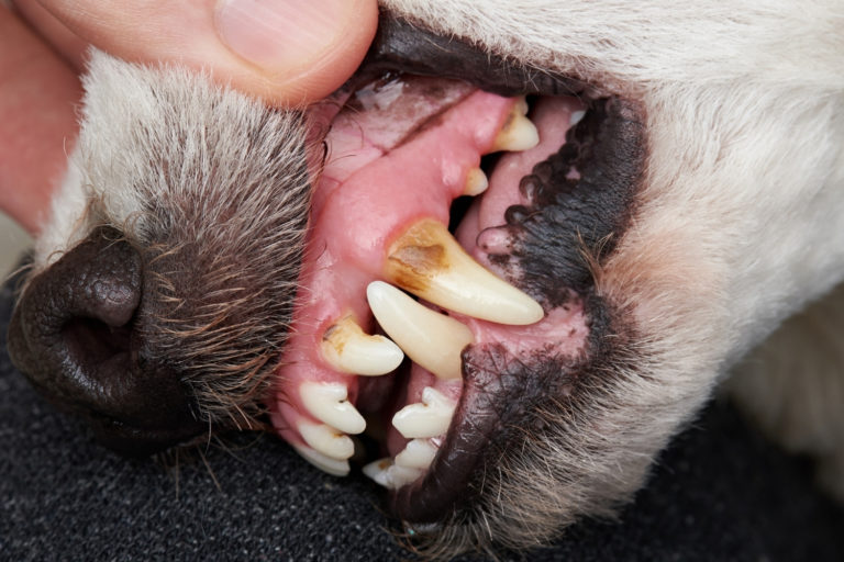 zahnstein-bei-hunden-tierlieb