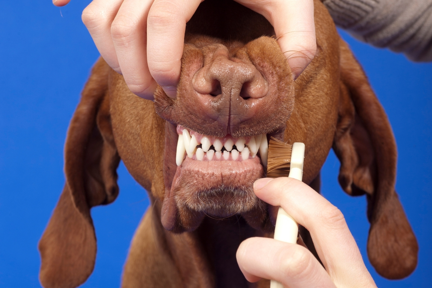 zahnstein bei hunden