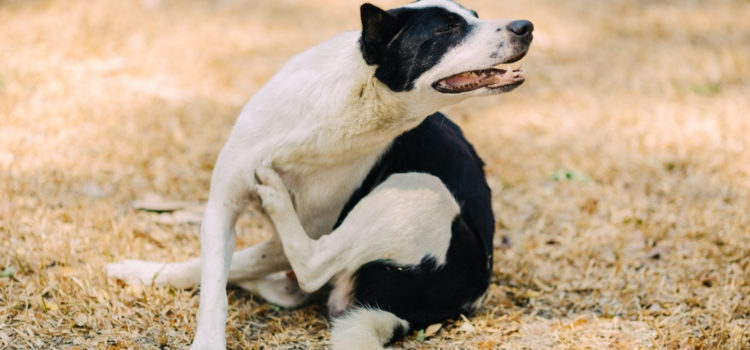 Milben beim Hund – Ursachen und Symptome und was tatsächlich hilft