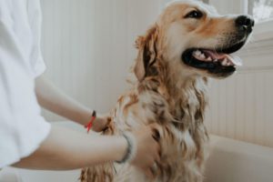 Dog shower