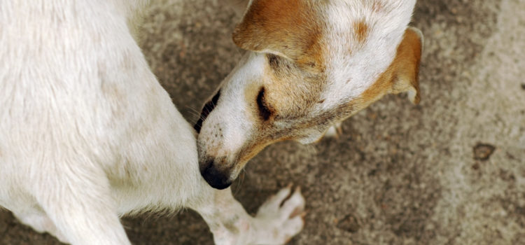 So vermeidest du den lästigen Hundefloh