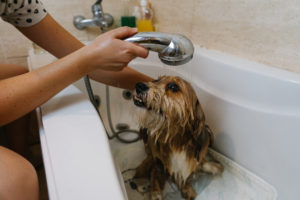 Shower dog
