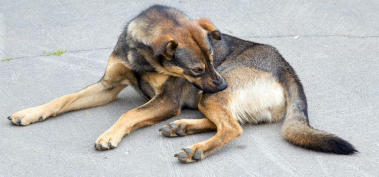 Hunde sicher vor Zecken schützen