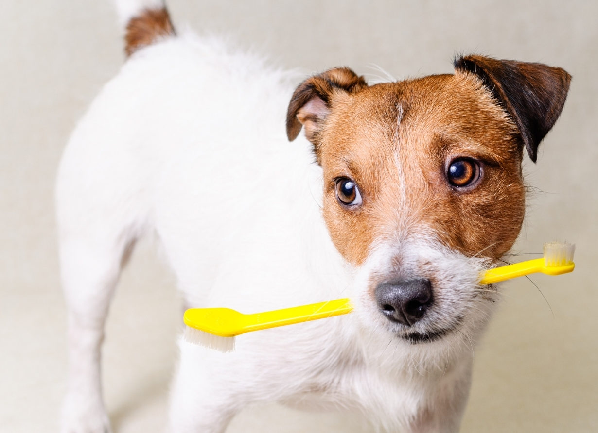 Hund mit gelber Zahnbürste im Maul