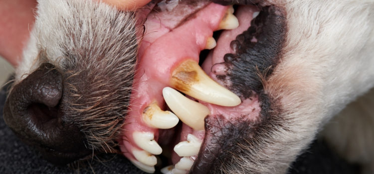 Premium Dental Snack effektiv gegen Zahnstein und schlechten Geruch!