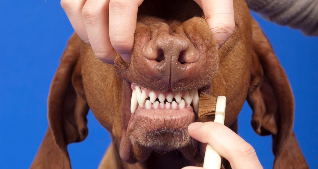 Blauer Hintergrund, Zähne eines brauen Labradors werden mit einer Bürste geputzt